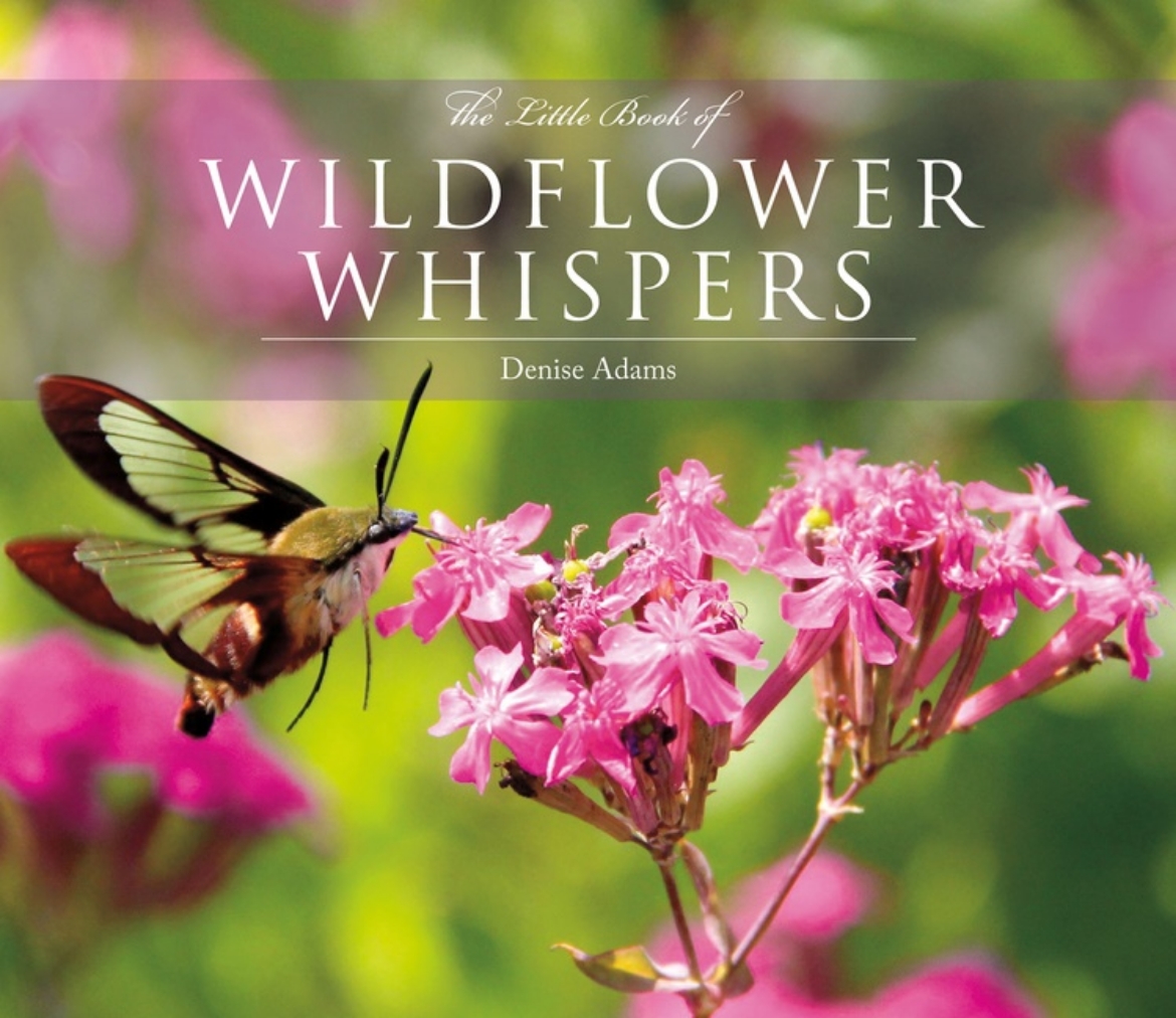 Picture of The Little Book of Wildflower Whispers