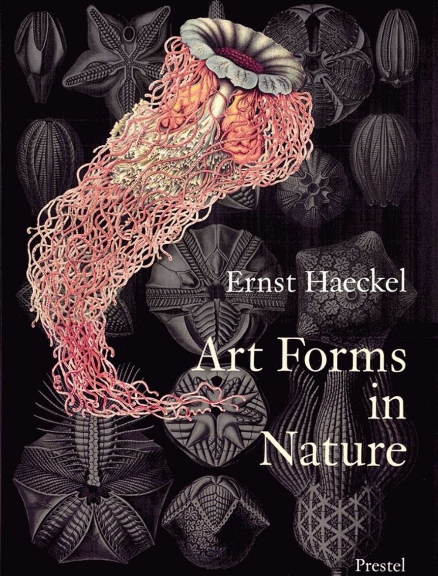 Picture of Art forms in nature - prints of ernst haekel