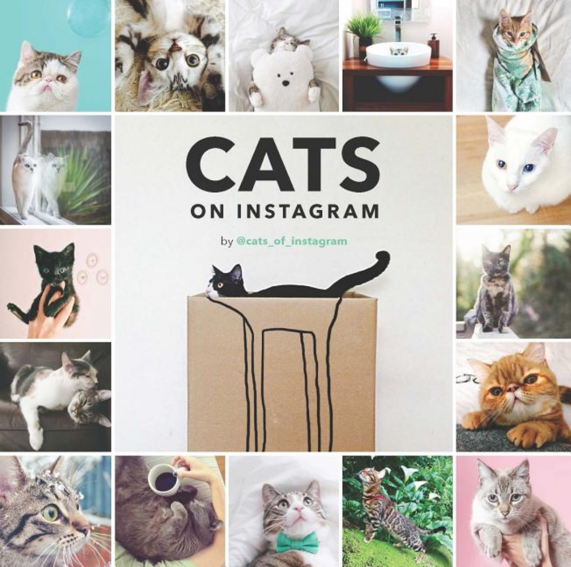 Picture of Cats on instagram