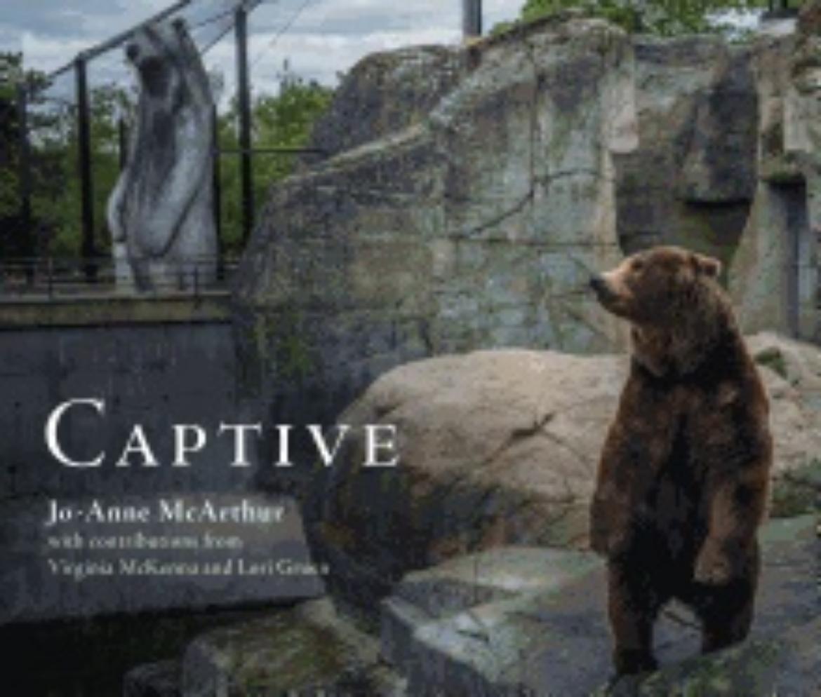 Picture of Captive