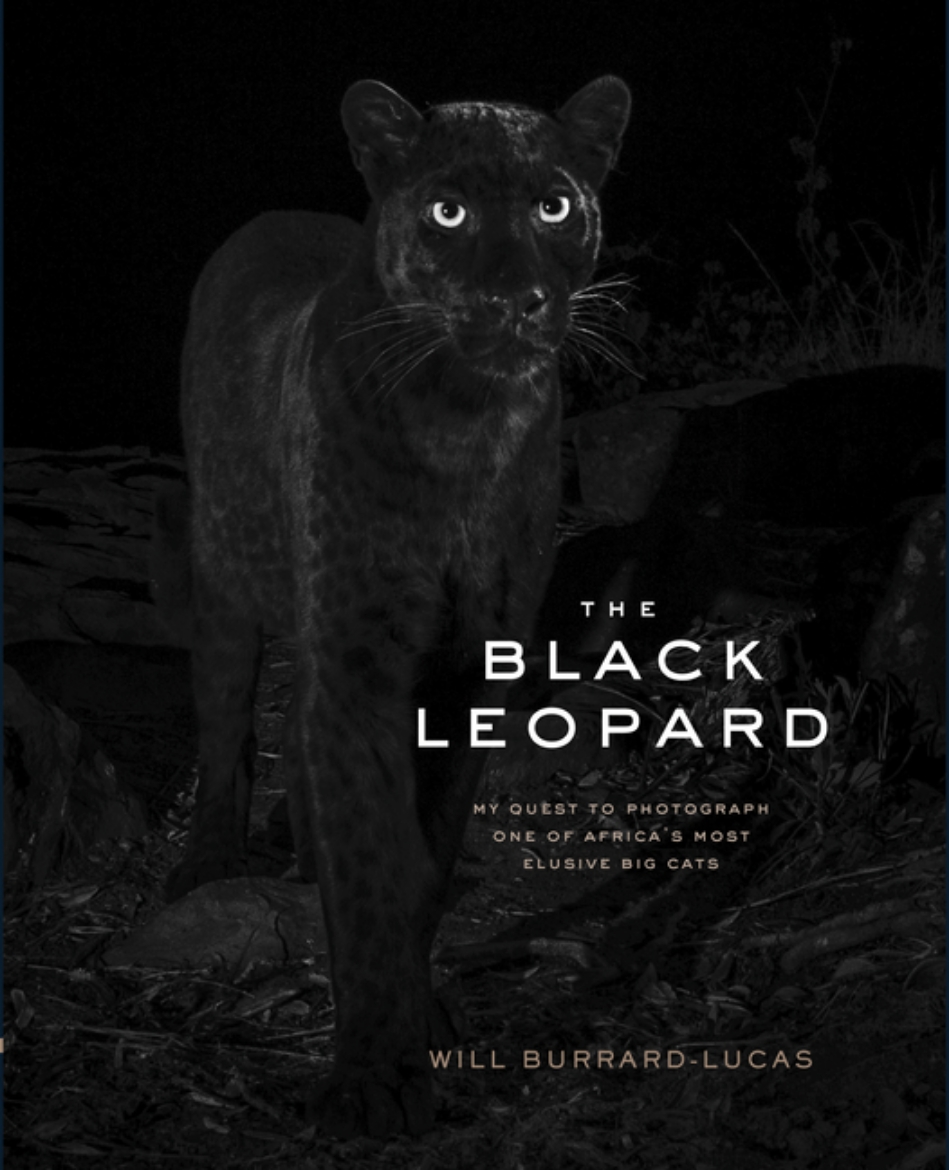 Picture of The Black Leopard
