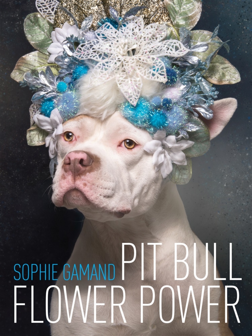 Picture of Pit Bull Flower Power
