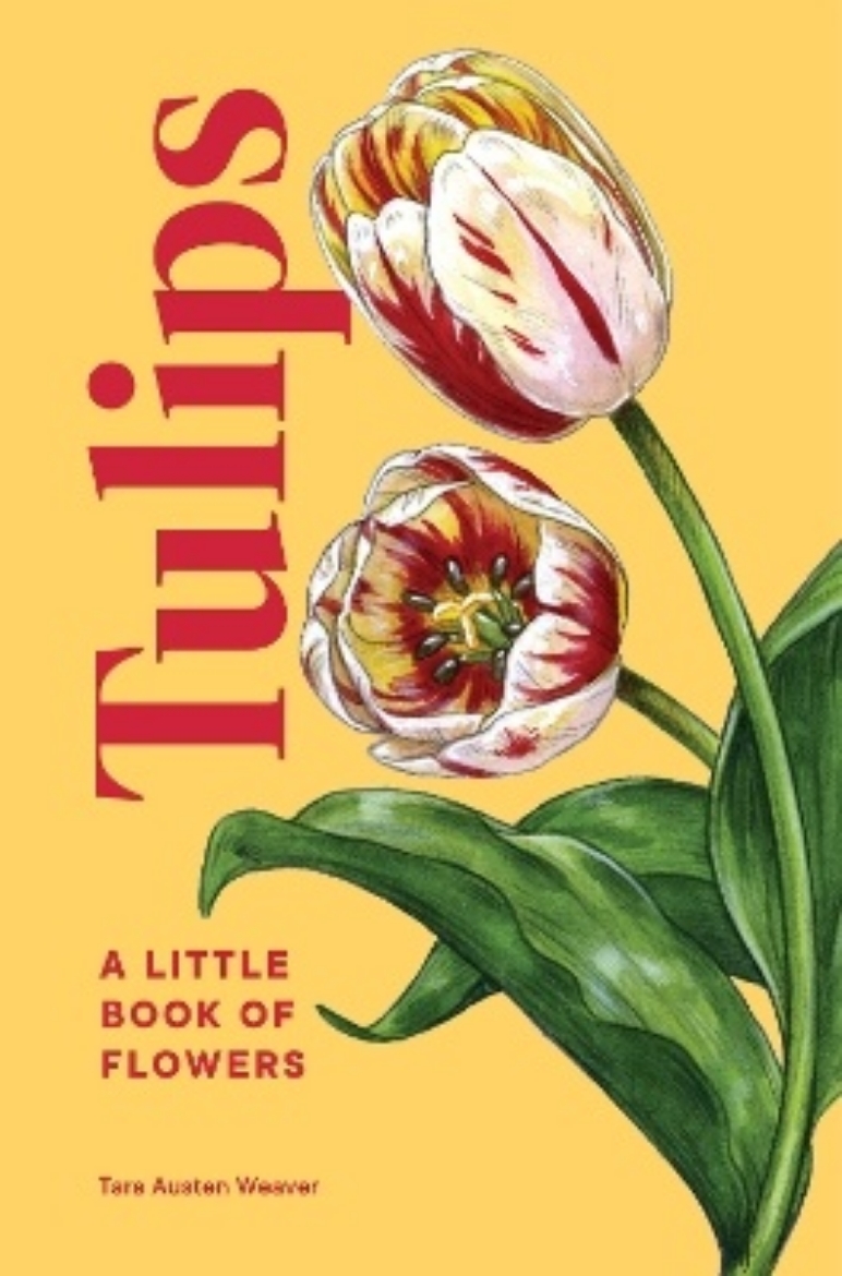 Picture of Tulips