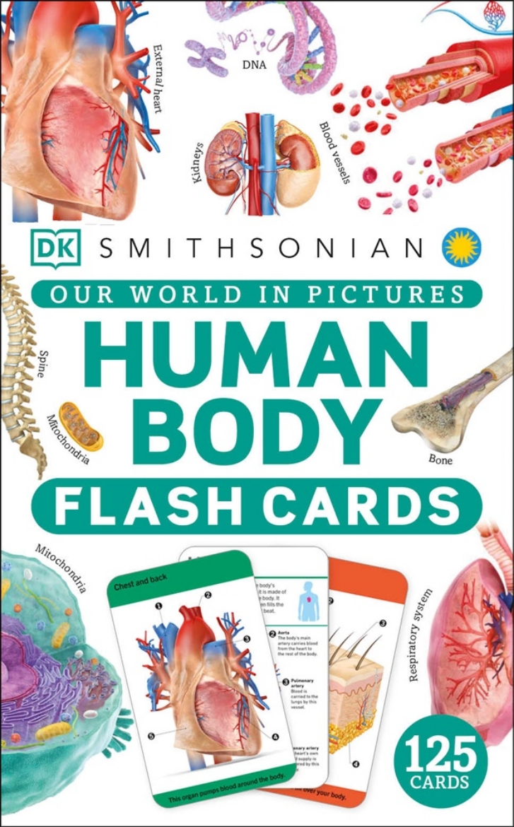 Picture of Our World in Pictures Human Body Flash Cards