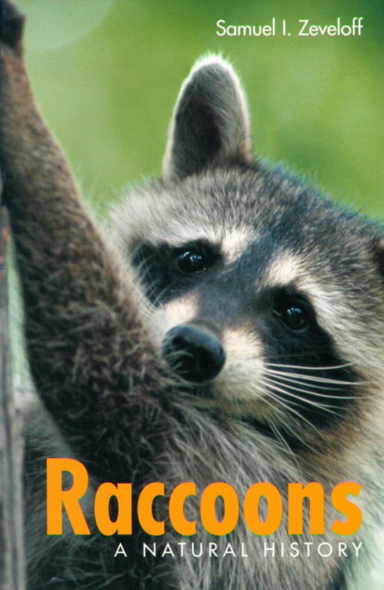 Picture of Raccoons