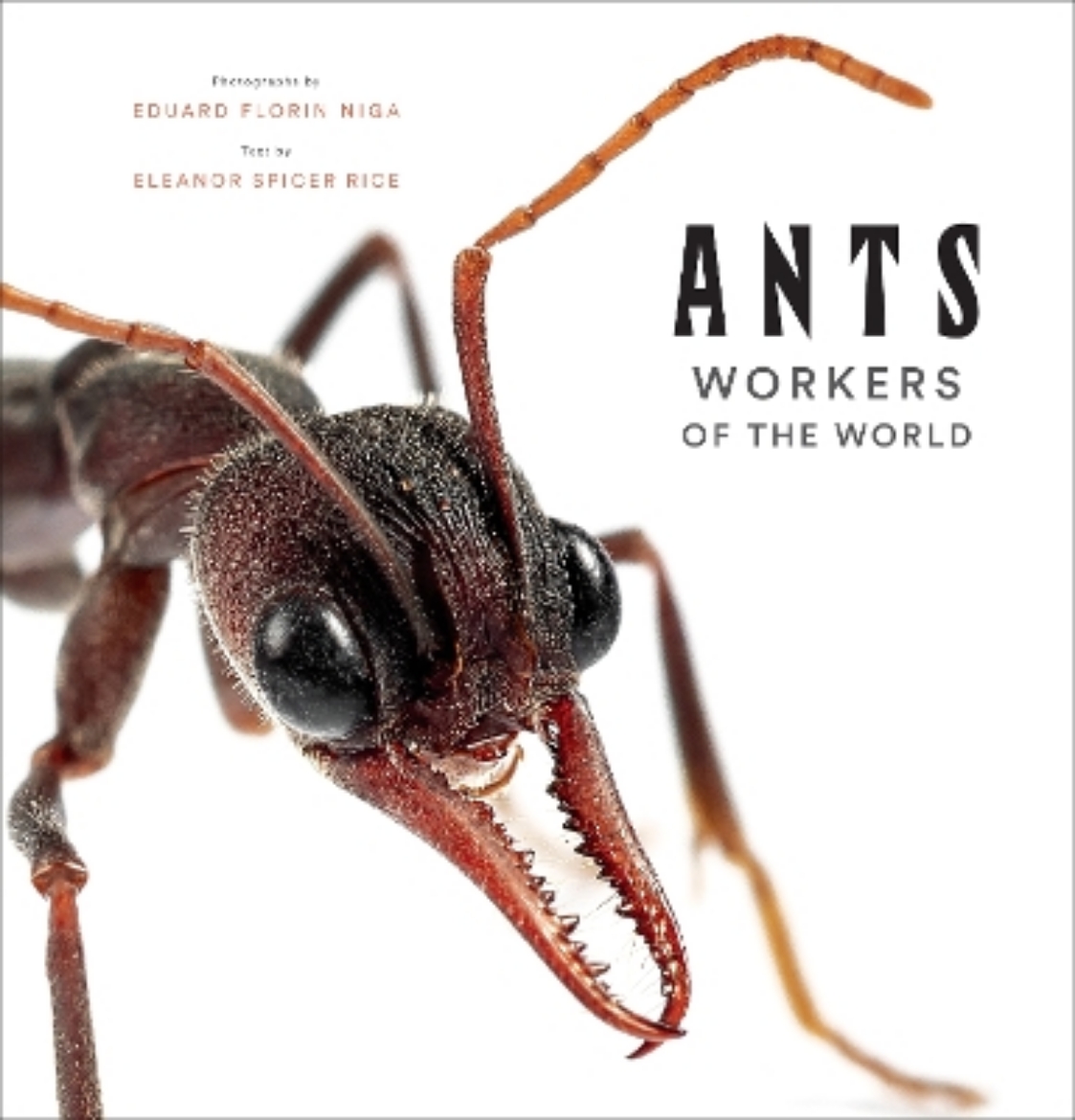 Picture of Ants: Workers of the World