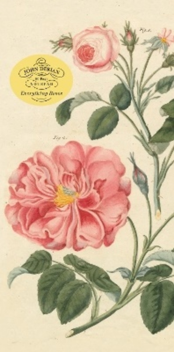 Picture of John Derian Paper Goods: Everything Roses Notepad