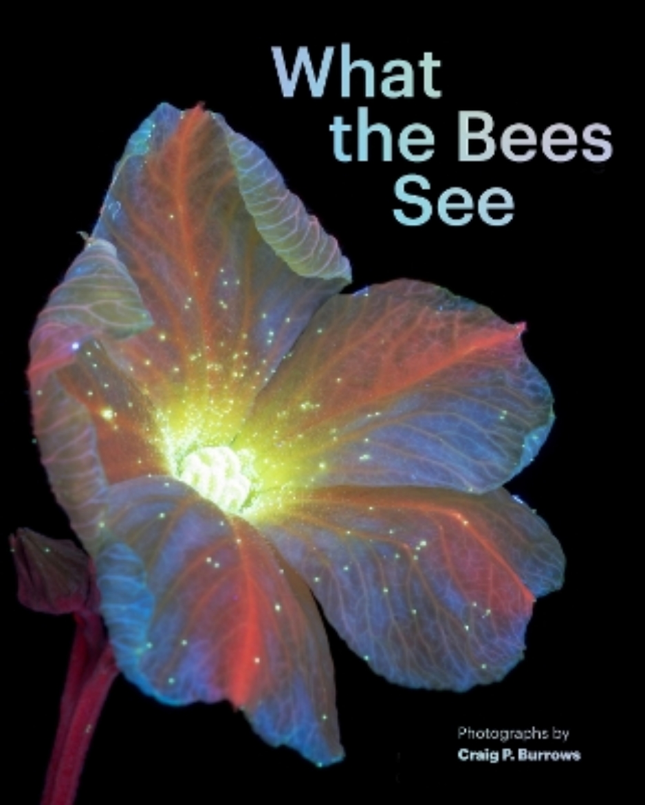 Picture of What the Bees See