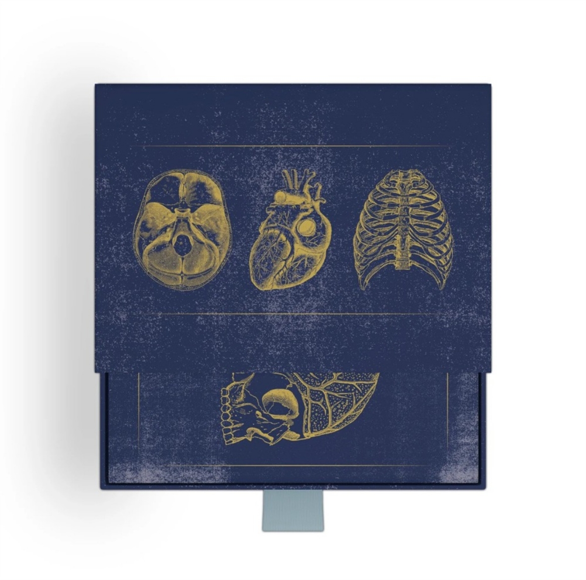 Picture of Vintage Anatomy Slipcase Boxed Notecards