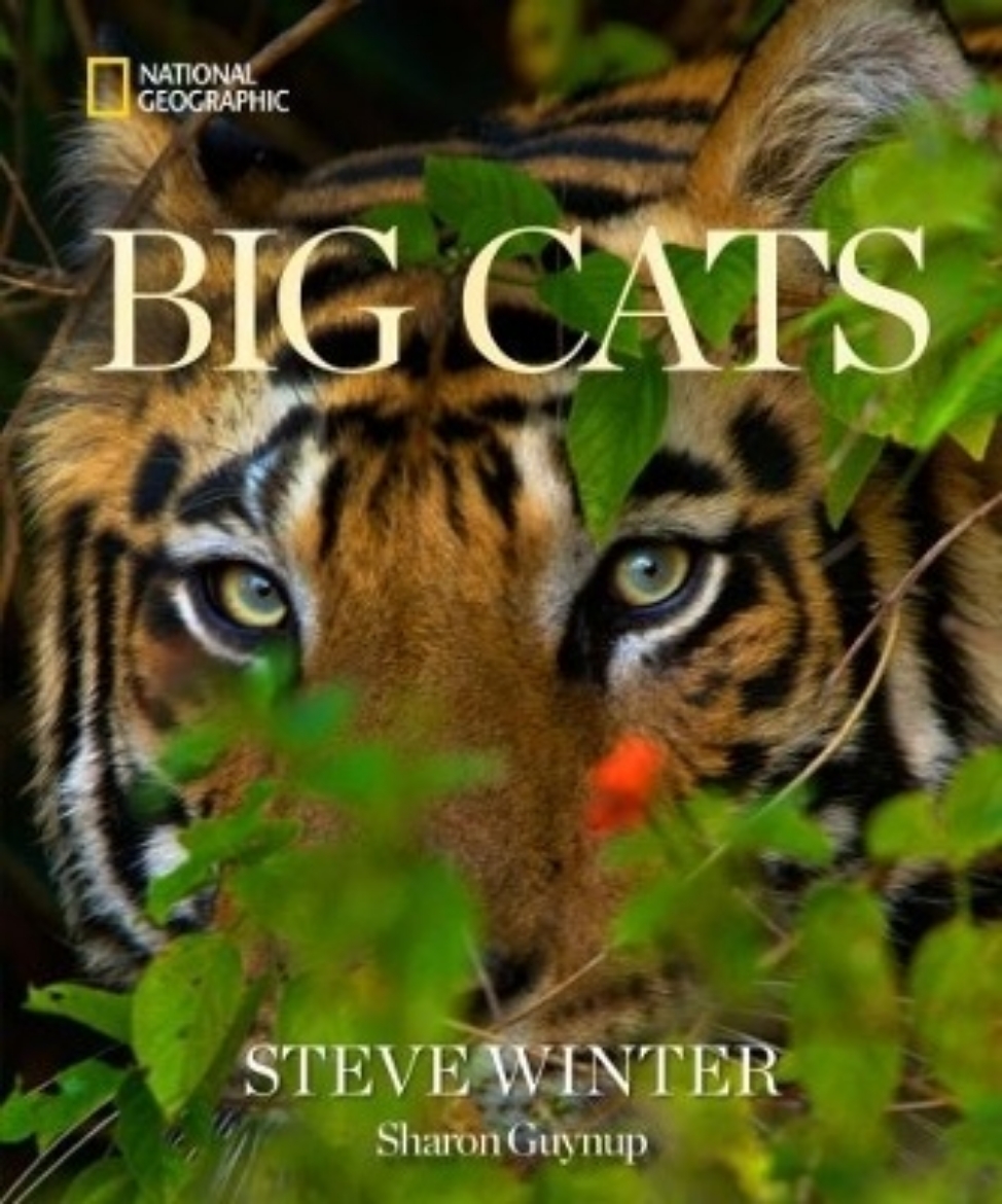 Picture of Big Cats
